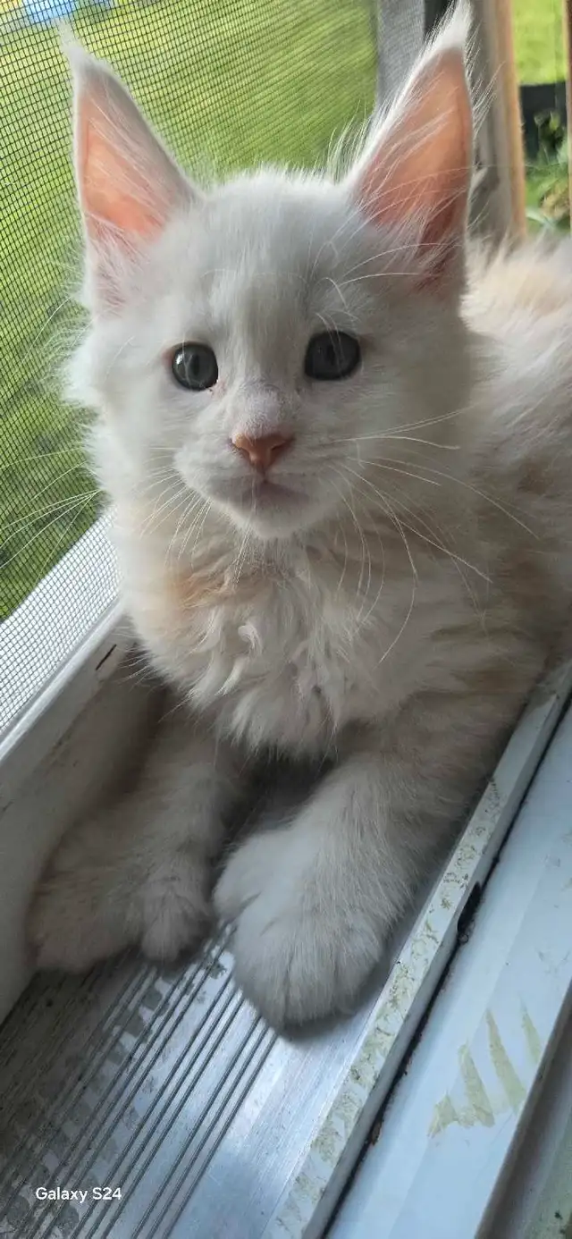 Mainecoon kittens in Cats & Kittens for Rehoming in Moncton - Image 4