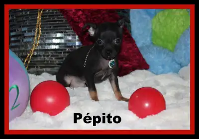 Chihuahua❤Mâle Mini Mini❤️Protection100% .Garantie. ★★★, View more