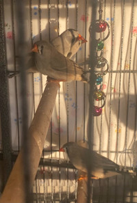 Zebra finches 