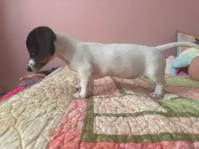 Mini Dachshund Female Puppy, View more