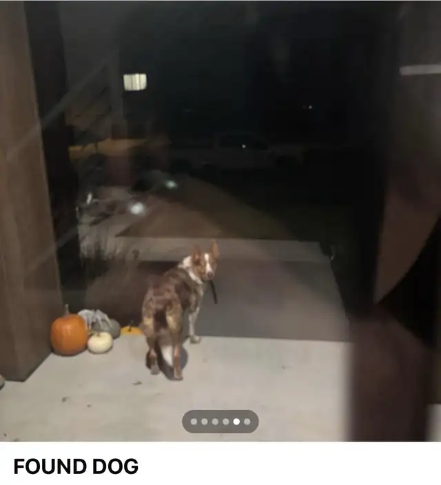 Lost  Sweet Baby(Doggy)!!!—Needs to Get Home in Lost & Found in Edmonton - Image 4