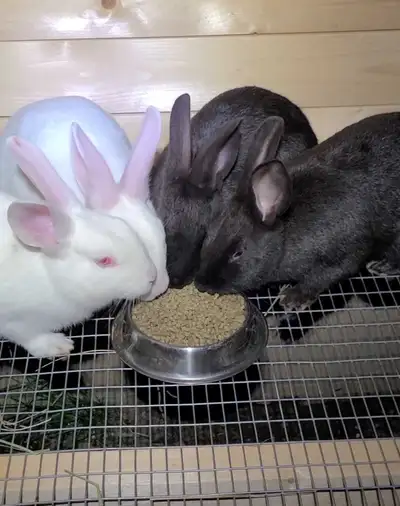 New Zealand mix Rabbits Ready Now, View more