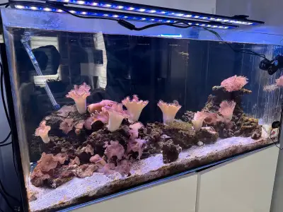 Saltwater aquarium contents , Voir plus