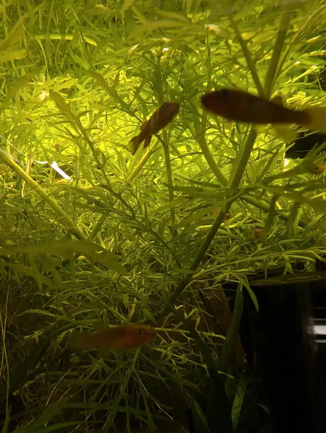 Water Wisteria in Fish for Rehoming in Kitchener / Waterloo - Image 3