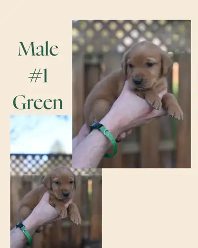 6 LEFT Red Labrador Retriever Puppies, View more