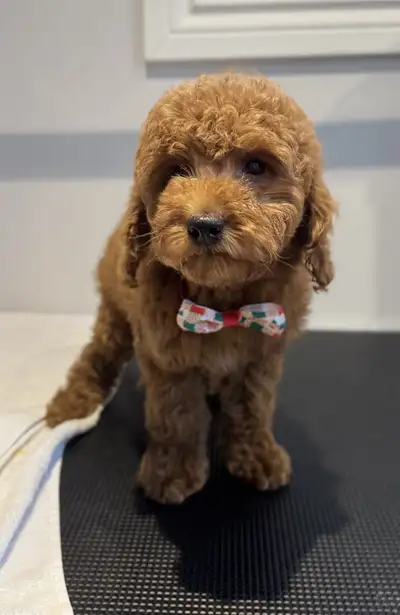 Mini goldendoodle puppies, View more