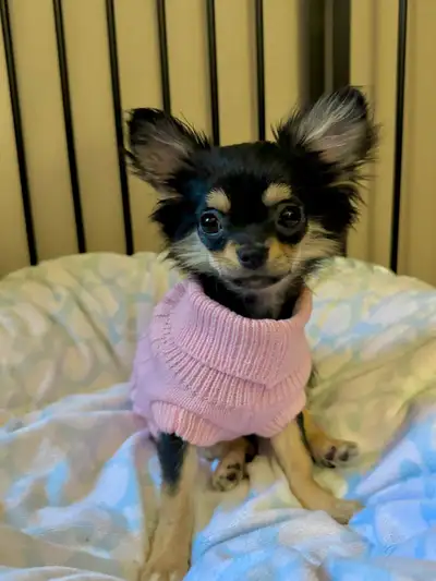 Please read the ad Chihuahua price starts at $1200 Beautiful apple head pups amazing temperaments. R...