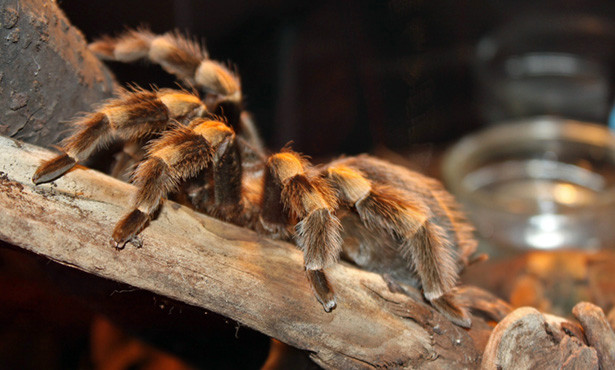 BEAUTIFUL TARANTULAS SPECIAL in Reptiles & Amphibians for Rehoming in North Bay - Image 2