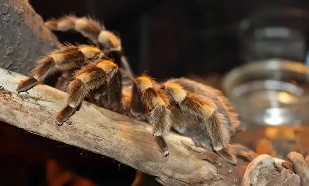 BEAUTIFUL TARANTULAS SPECIAL in Reptiles & Amphibians for Rehoming in North Bay - Image 3
