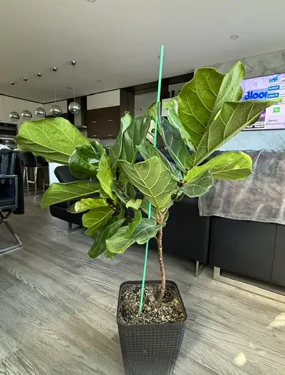 Real living Fiddle plant for sale $30 OBO. Stands 42 inches tall. Great condition. Please text 403-4...
