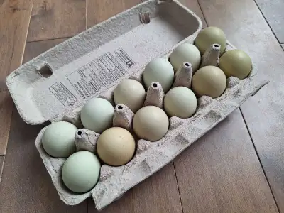 Oeufs fécondés de poules olive egger F1 pour incubation , View more