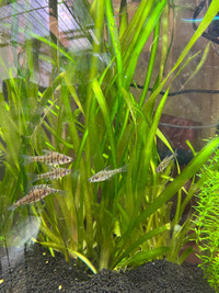 Jungle Val - Live Aquarium Plants