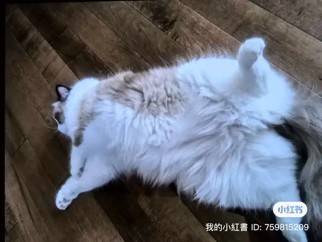 Adorable cat looking for new home