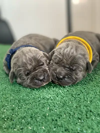 top quality cane corso pups, View more