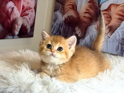 british shorhair male kittens, View more