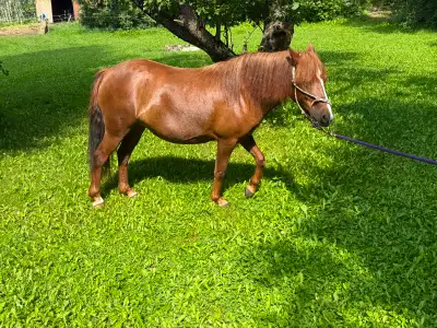 Pony Mare 11hh 6 year old broke to ride, View more