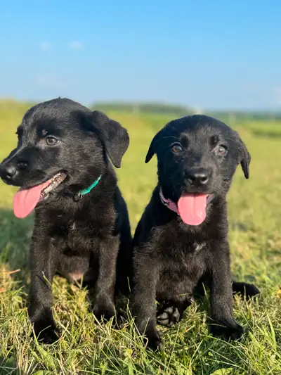 chiot labrador mix berger allemand, View more
