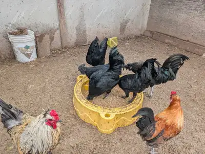 Have some bleeding red Ayam Cemani roosters for sale ( showing though the black on the tips.) Beauti...