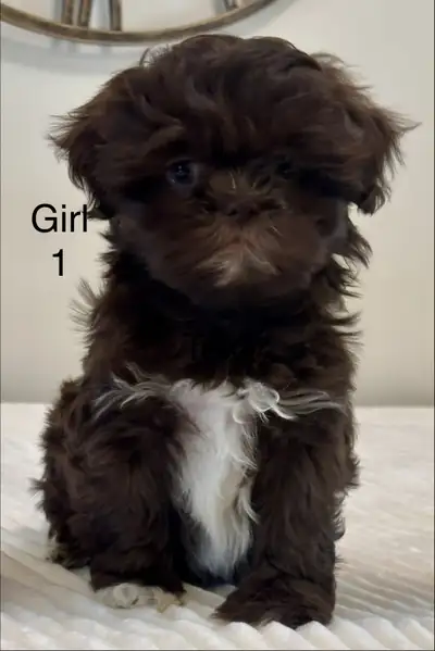 Adorable Shih Tzu Puppies – M/F – Looking for Loving Homes, View more