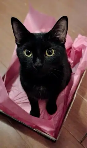 ***CHAT D'INTÉRIEUR SEULEMENT*** ***AUCUN DÉGRIFFAGE*** Je vous présente Michelle belle petite femel...