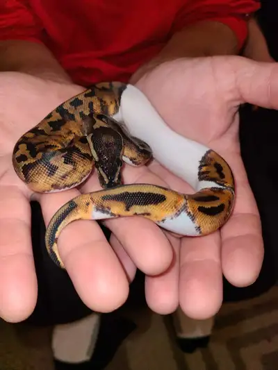 pied ball python for sale with tank and all accessories, View more