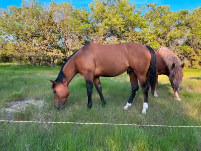 4 yr old reg stud, View more