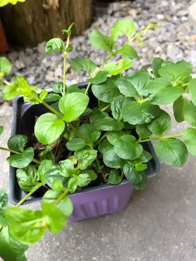 Vivaces “Creeping Jenny” Perennial Plants, View more