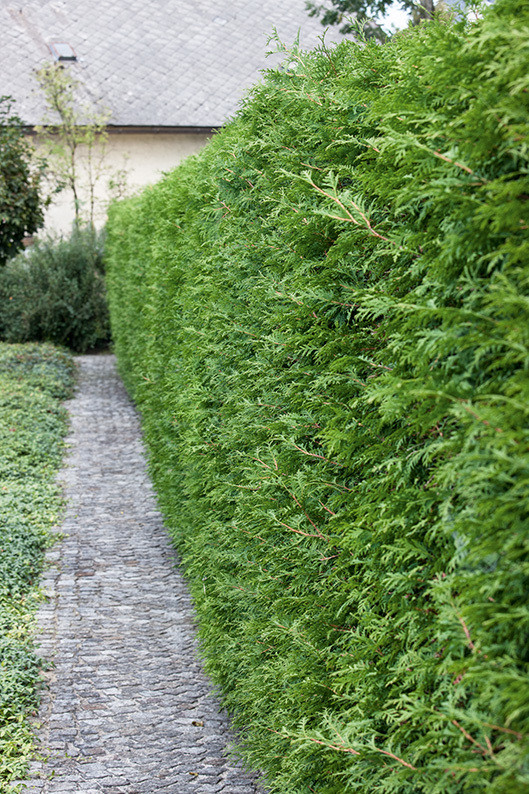 CEDAR TREES / CEDAR HEDGING in Plants, Fertilizer & Soil in Peterborough