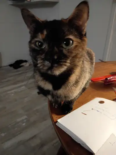 2 year old female cat for sale, View more