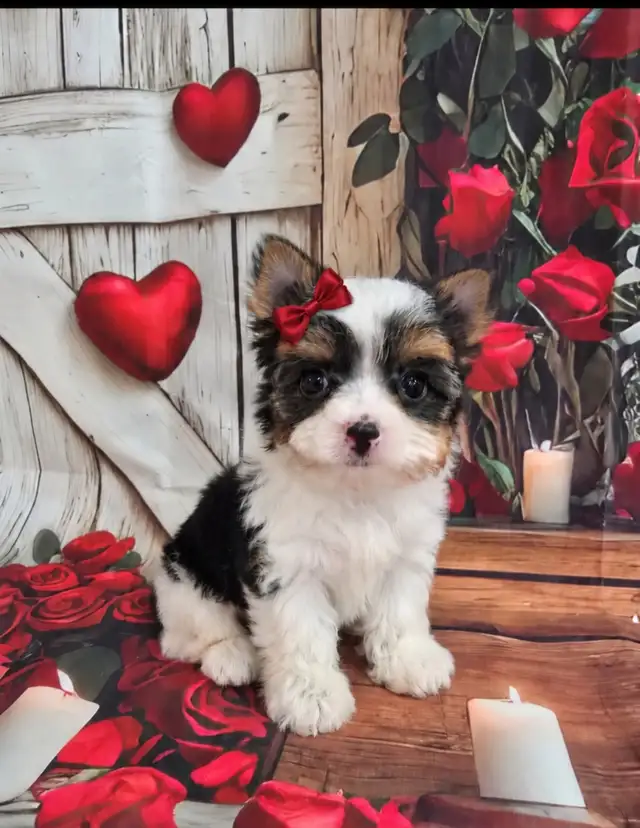 YORKSHIRE TERRIER PUPPY( TEA CUP Tri-color Biewer) | Dogs & Puppies for ...