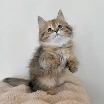 Adorable Siberian kittens , View more