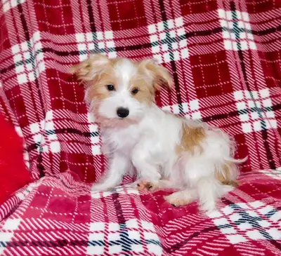 Chiot morkie male, View more