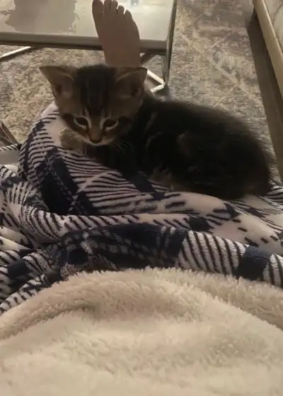 kittens looking for home, View more
