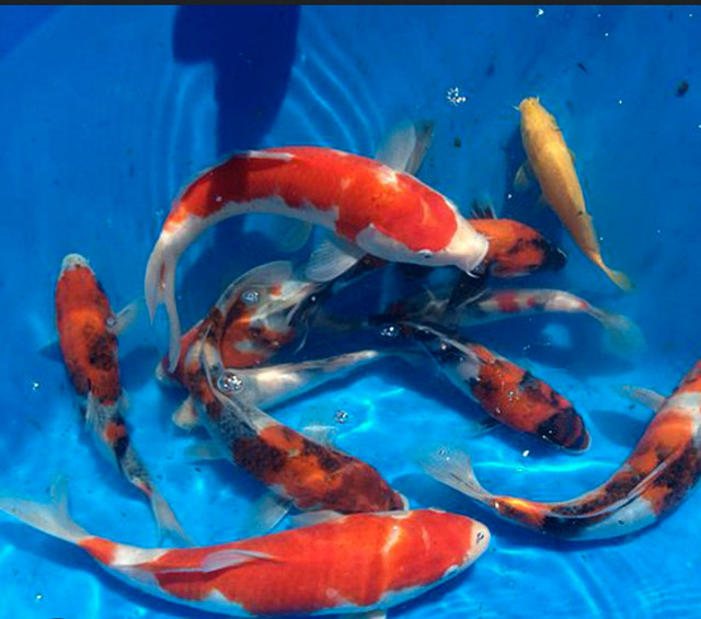 pond Japanese koi fish in Fish for Rehoming in Cambridge