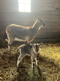 Goats: Alpine Doeling and Kid Buckling