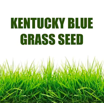 100% Kentucky Blue Grass Seeds, View more