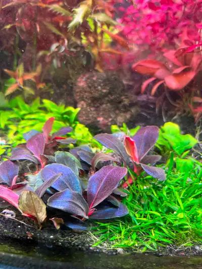 Bucephalandra Helena Aquarium Plants.., View more