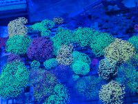 Coral, coraux euphyllia corails