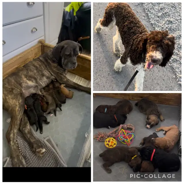♥️Cane Corso cross sweethearts ♥️ in Dogs & Puppies for Rehoming in Owen Sound - Image 5
