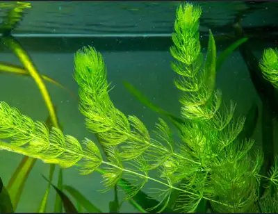 full bag of hornwort, View more