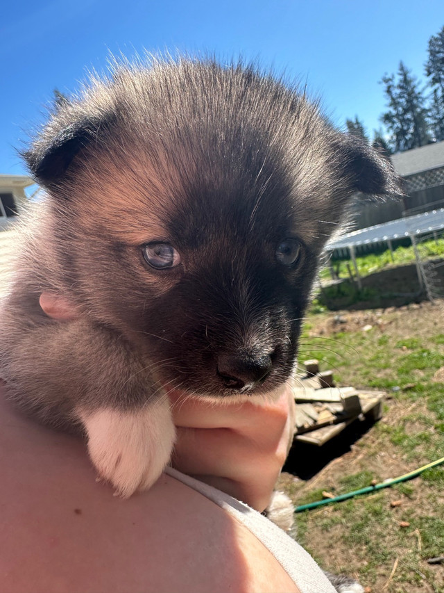 F2 Mini Pomsky Puppies  in Dogs & Puppies for Rehoming in Kelowna