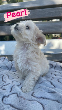 Hypoallergenic morkie puppies ready to go today