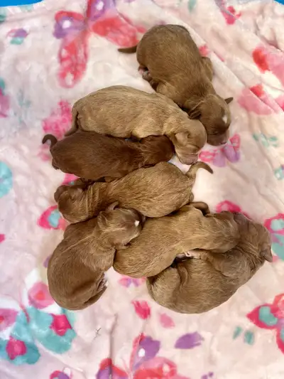 Goldendoodle mini , poodle miniature, View more