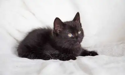 Chats et chatons pour adoption, View more