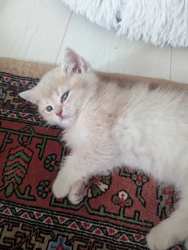 blue golden british shorthair  in Cats & Kittens for Rehoming in North Shore - Image 3