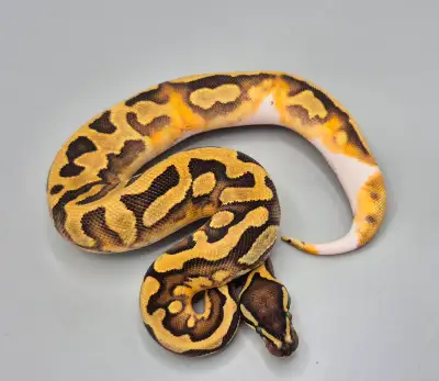 0.1 Enchi Piebald 50% Het-Hypo, View more