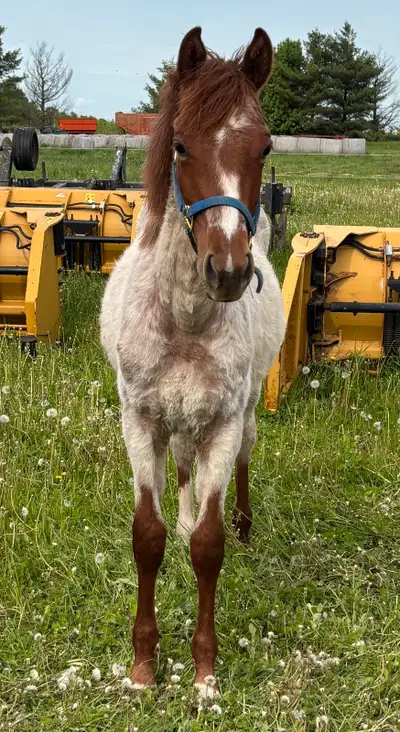 Yearling AQHA Colt - Metallic Cat Grandson, View more
