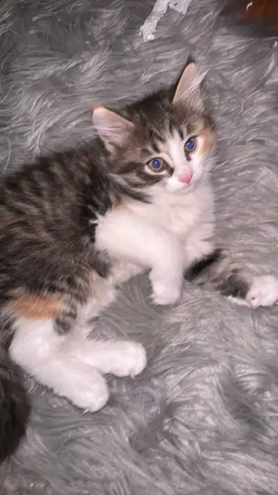 looking for a female kitten, View more
