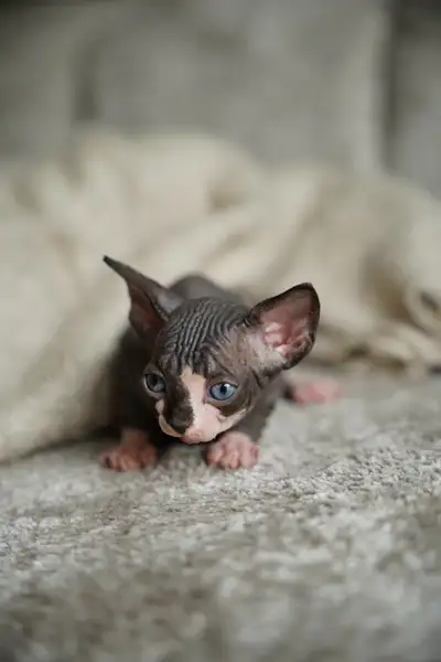 Canadian sphynx kittens, View more