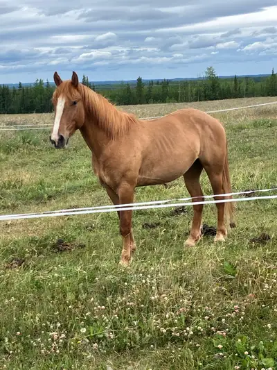 3 year old quarterhorse gelding. , View more